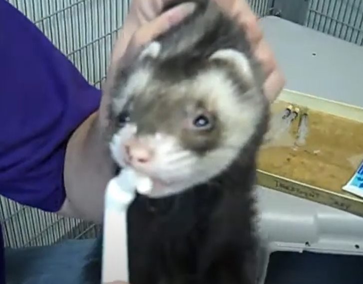 How to Clean ferrets teeth