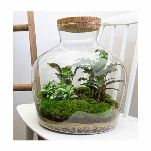 how to clean moss for terrarium